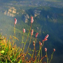 internauci_Dudzinska_Dzesika_Wschodzący kwiat